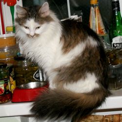 сибирская кошка в дар