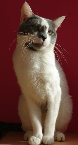 бело-голубой кот